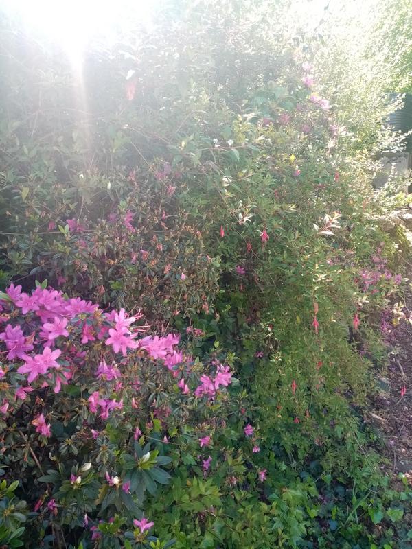 3 Bedroom Property for Sale in Hogsback Eastern Cape